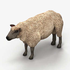 lamb sheep 3d model