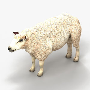lamb sheep max