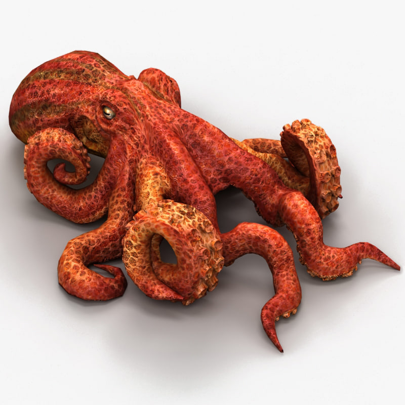 Осьминог копченый. Октопус-духовка (Octopus dofleini). Щупальца осьминога копченые.