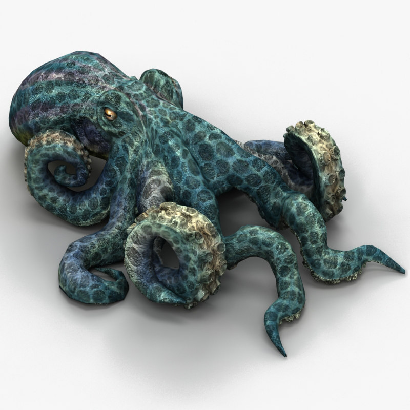 3d model of octopus