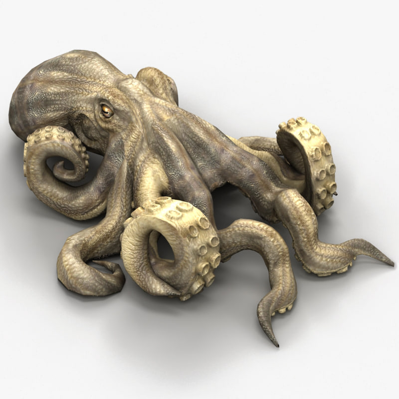 3d model octopus