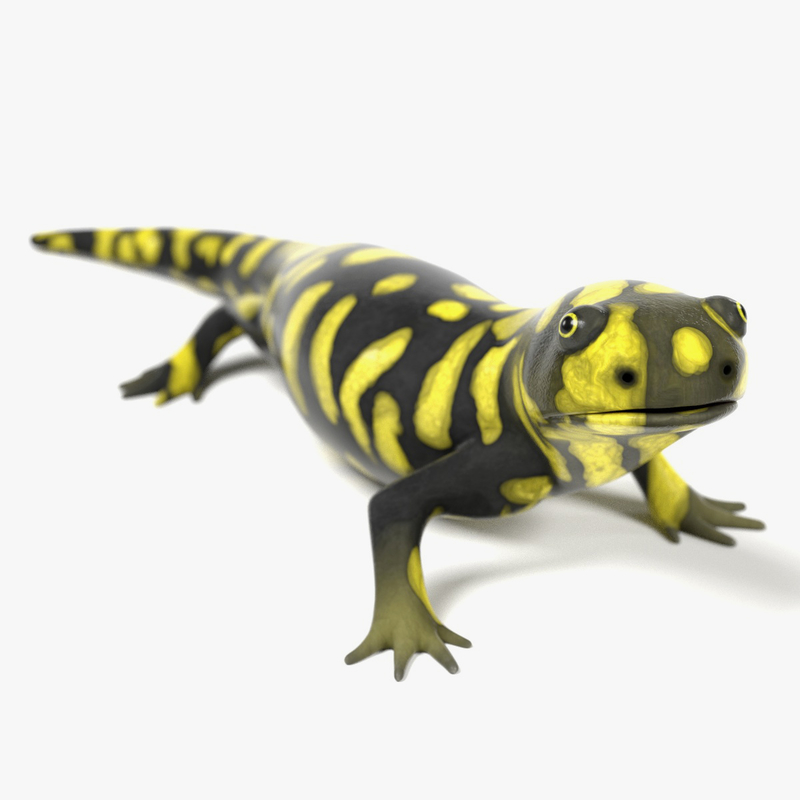 Защелка salamander 2d 3d md13