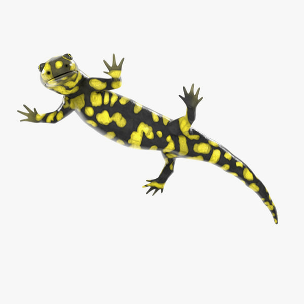 Защелка salamander 2d 3d md13