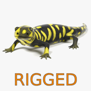 3d tiger salamander rigged model