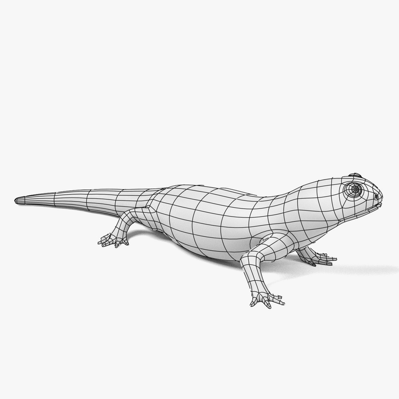 3d tiger salamander model