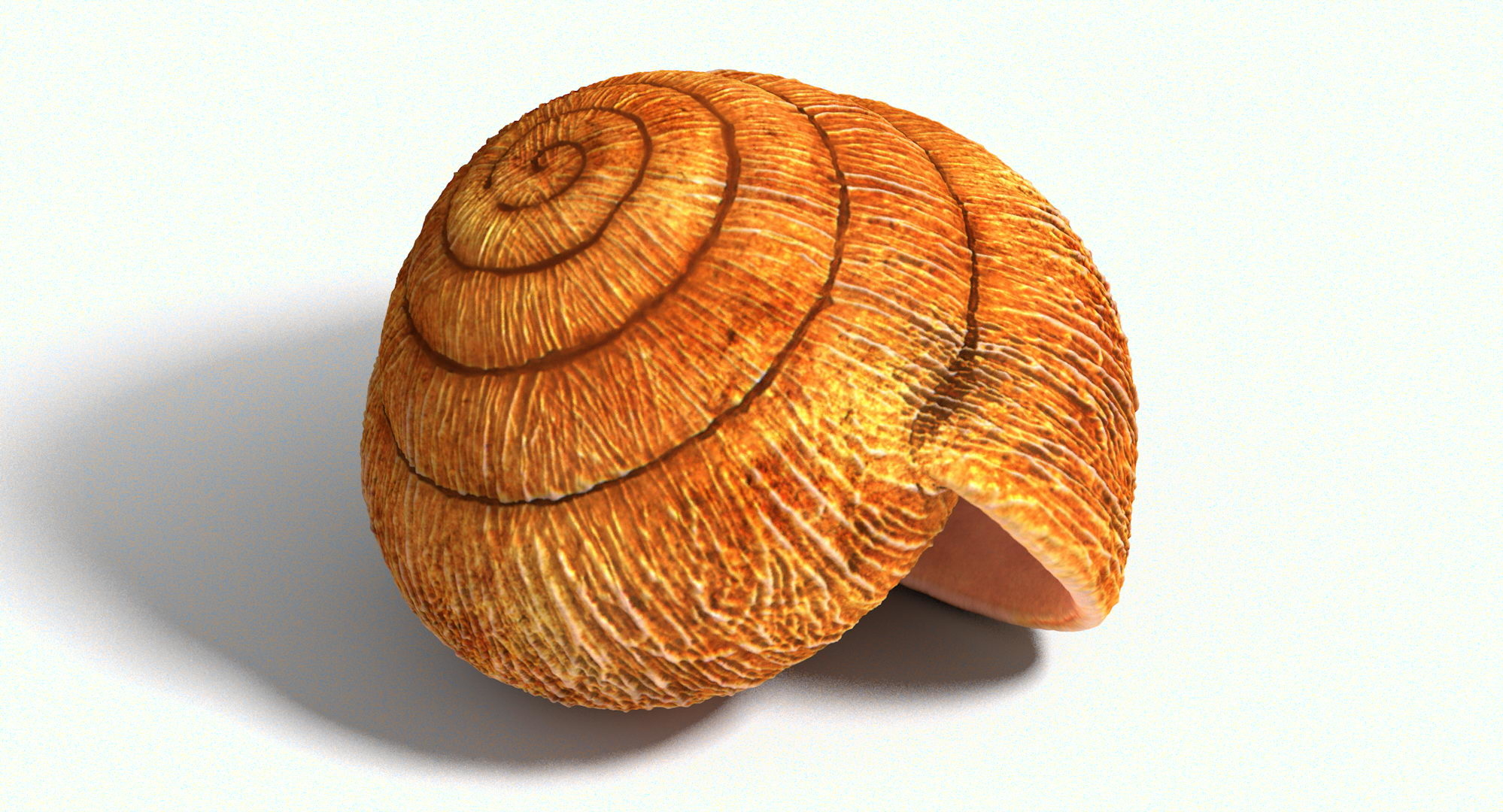 snail shell 3d model