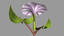 maya datura flowering