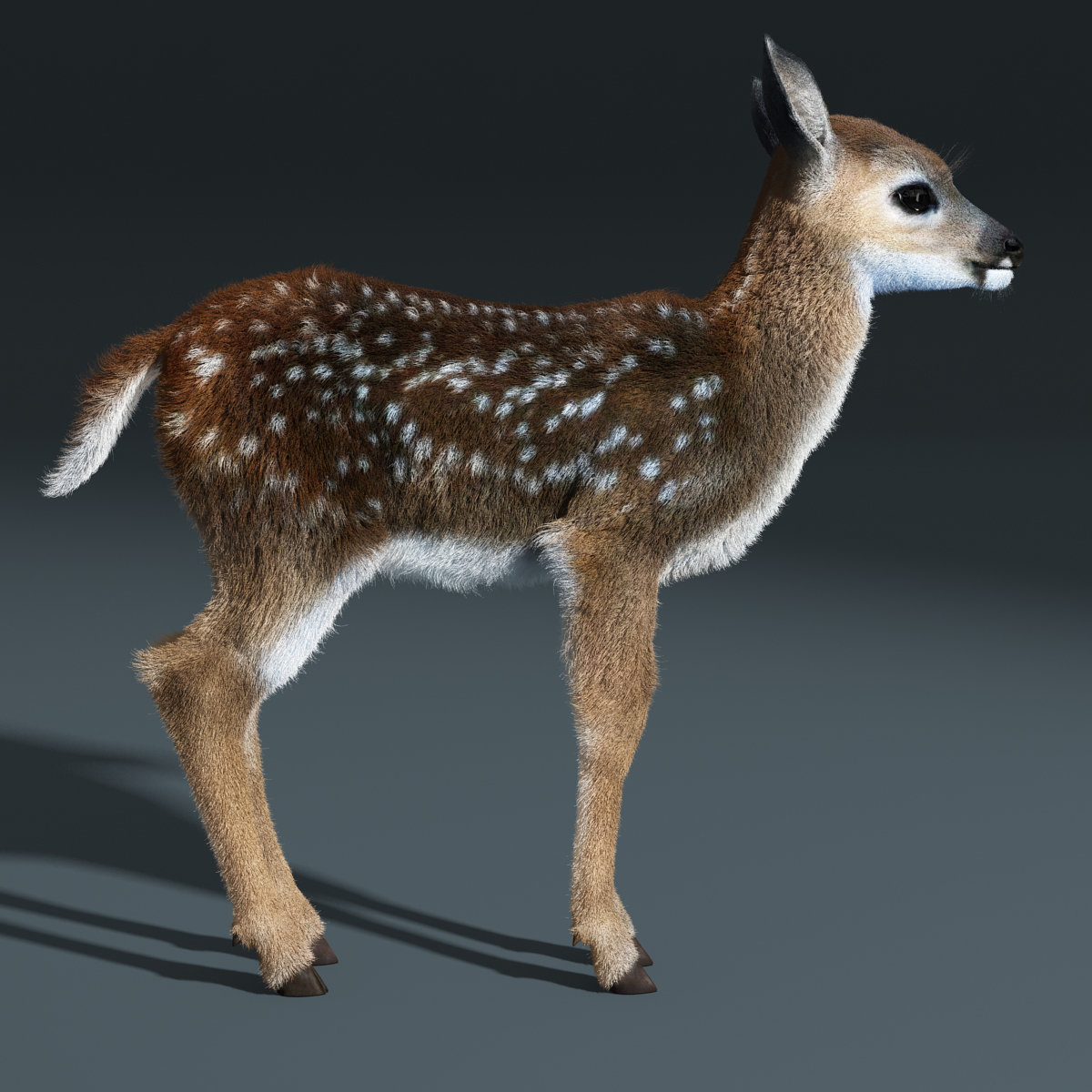fawn baby deer fur 3d model