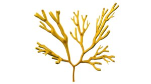 3d model dictyotales brown algae