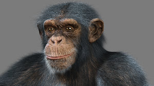 chimpanzee animation x