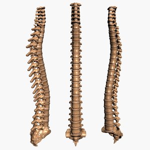 3d spine model