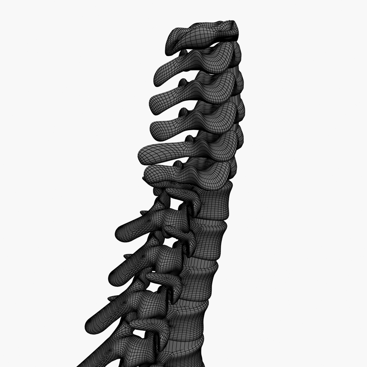 3d spine model