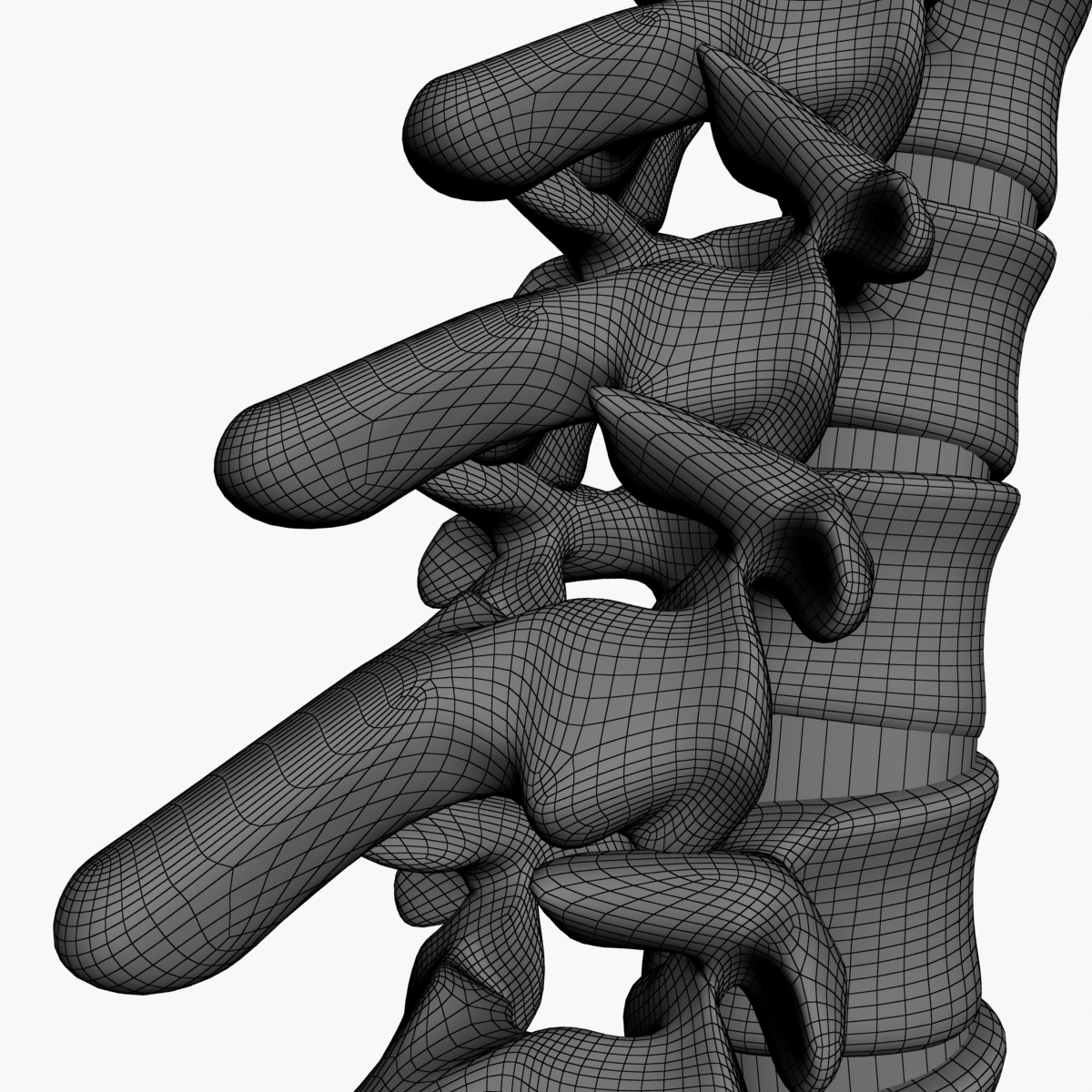 3d spine model