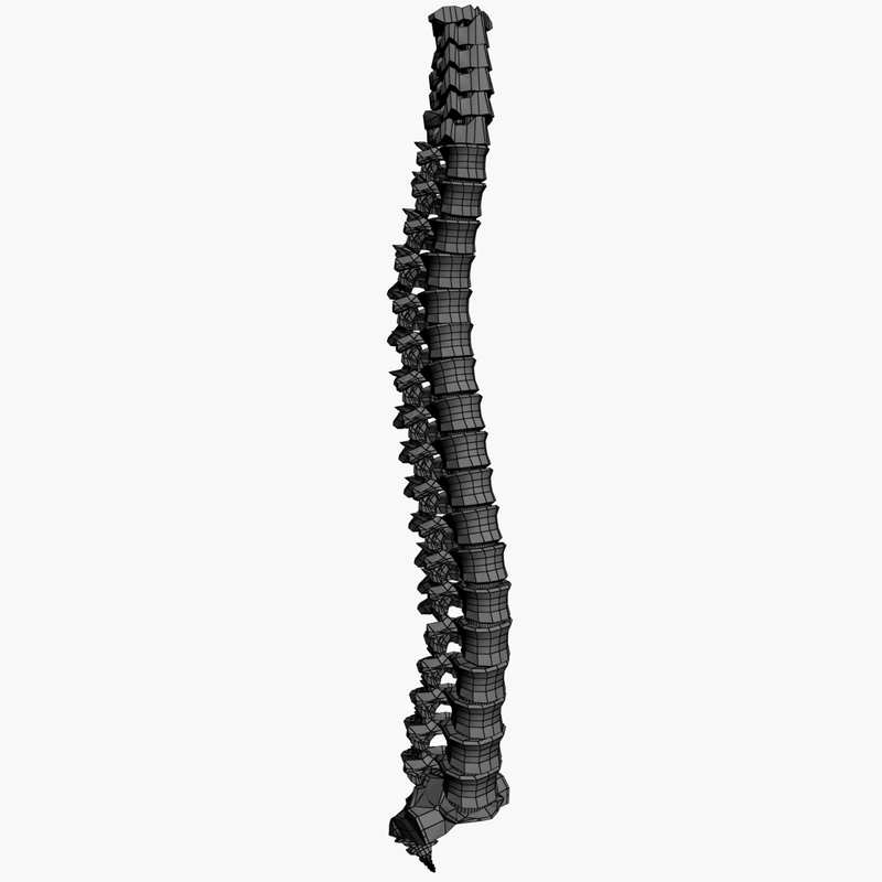 3d spine model