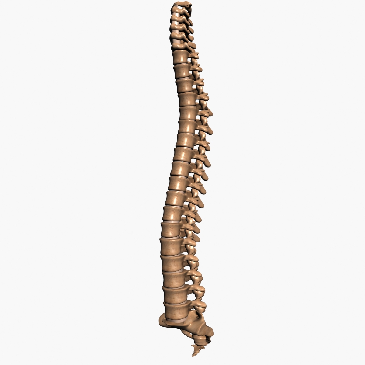 3d spine model