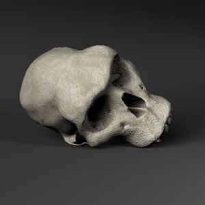 3d hominid primate skull