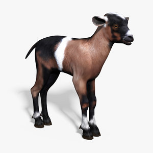 3d baby goat model