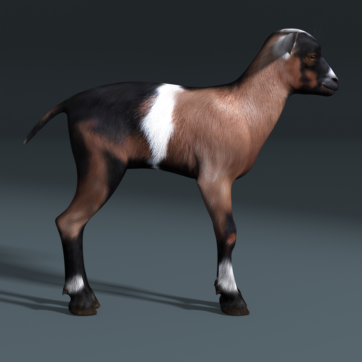 3d Baby Goat Model