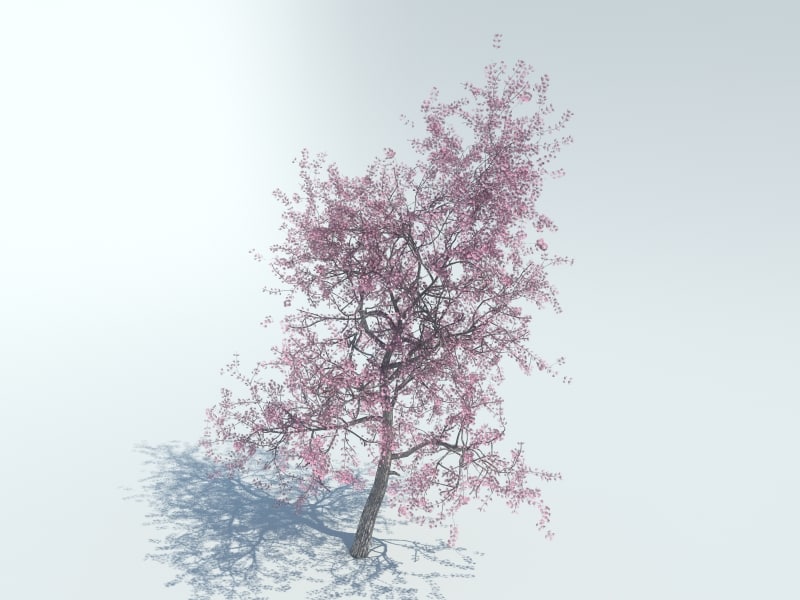 cherry tree 3ds max 3d max realistic tree cherry tree 3ds max 3d max realistic tree