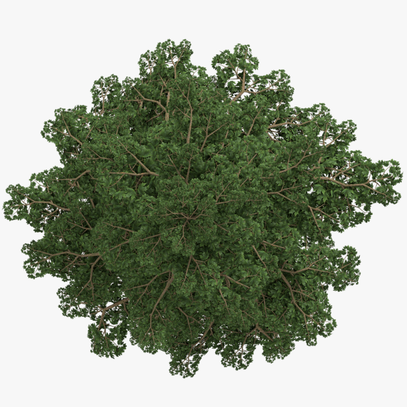 3d model realistic platanus tree type