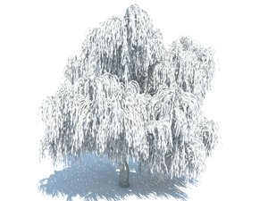 3d realistic willow tree