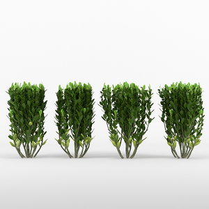 3d model buxus bushes