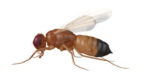 drosophila fly fruit obj
