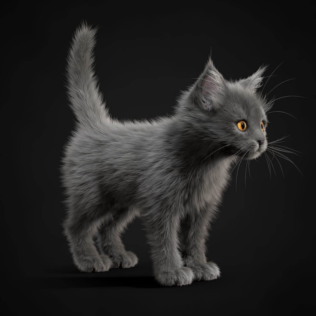 kitten grey 3d model