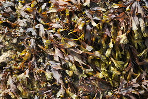 Seaweed_0003