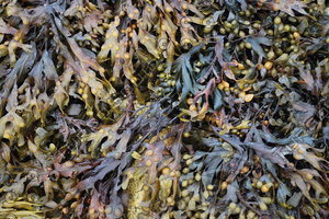 Seaweed_0002