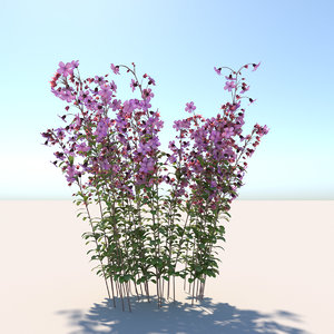 3d dissotis canescens flower model