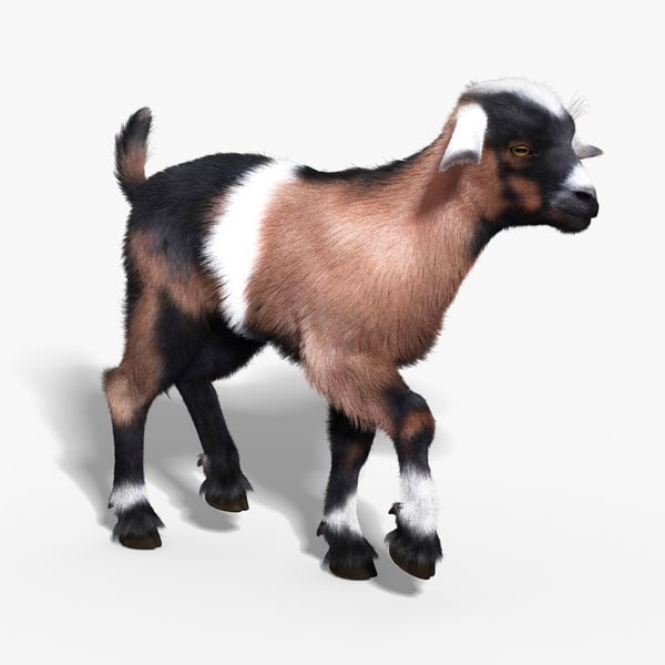 Modele 3d De Bebe Chevre Fourrure Gre Turbosquid