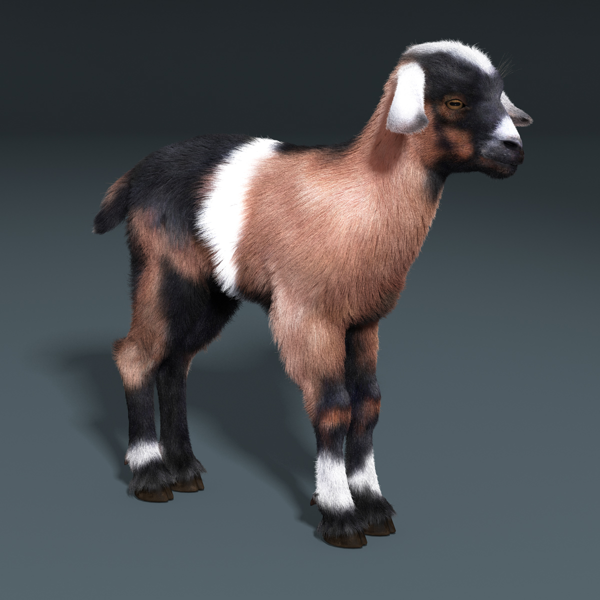 小山羊(fur)(rigged)3d模型