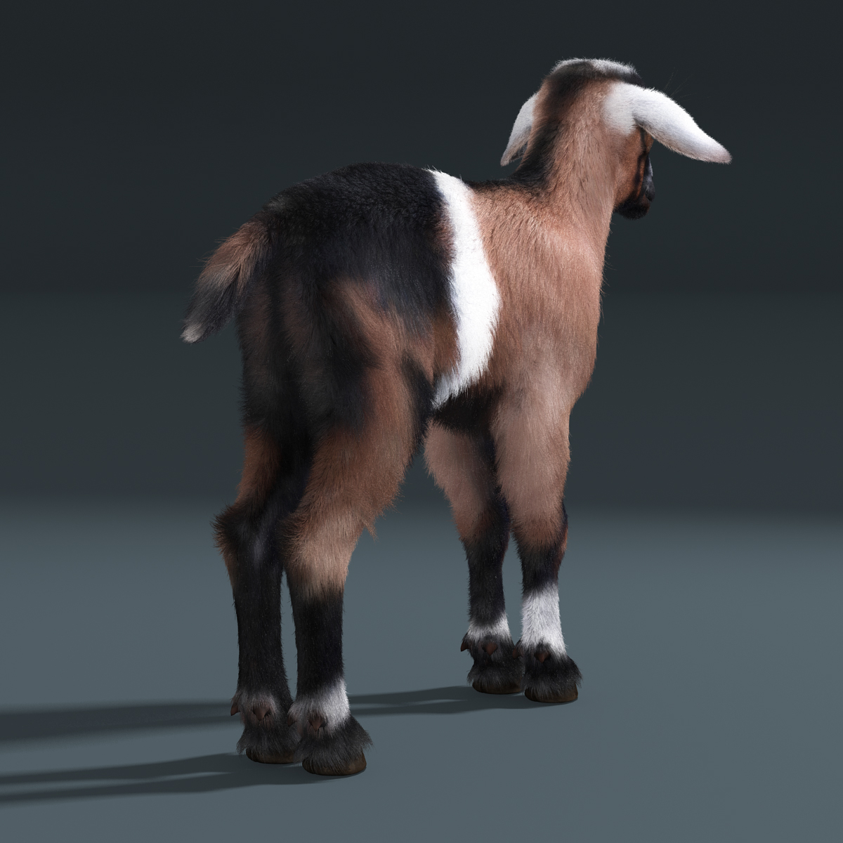 小山羊(fur)(rigged)3d模型