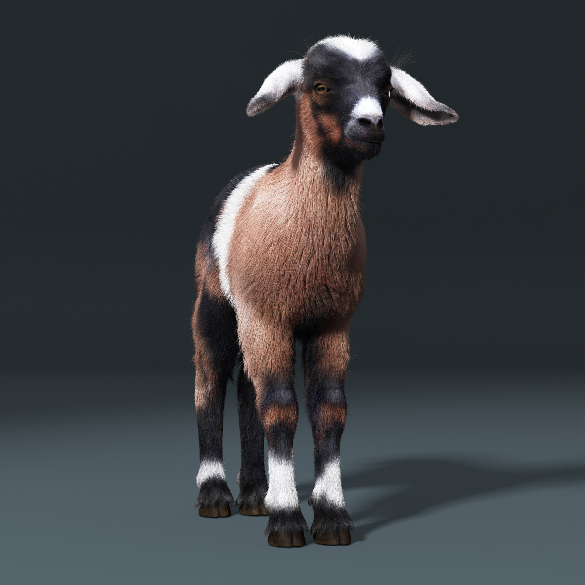 3d model baby goat fur rigged