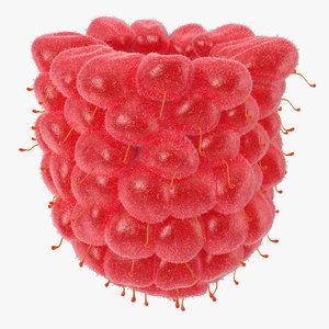 3d model of raspberry 6 fur