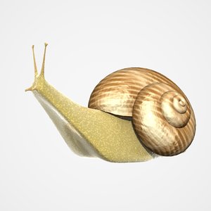 snail lightwave 3d model