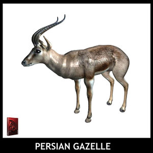 maya persian gazelle