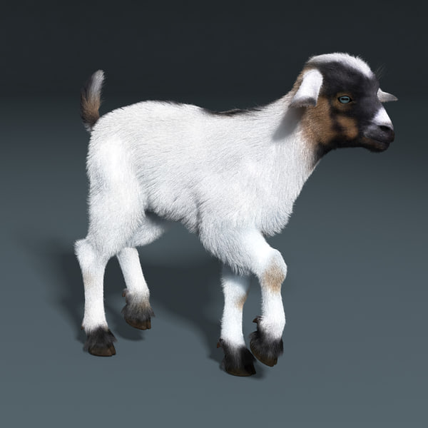 Modele 3d De Bebe Chevre Blanc Fur Rigged Turbosquid