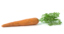 carrot vegetable max