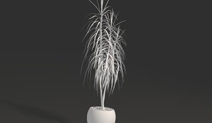 3D dracaena visualizing plant