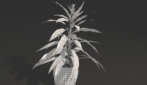 plant flower 3D