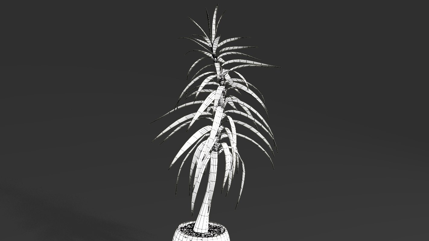 3d yucca plant