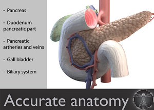 3d model pancreas duodenum medical