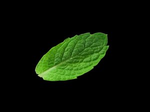 3d mint leaf