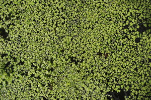 Flora_Texture_0001