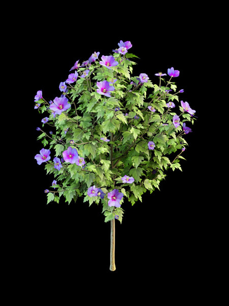 Hibiscus 3D Models for Download | TurboSquid