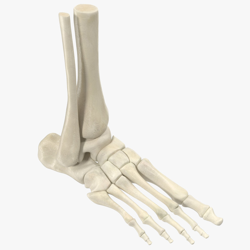 max human skeleton foot