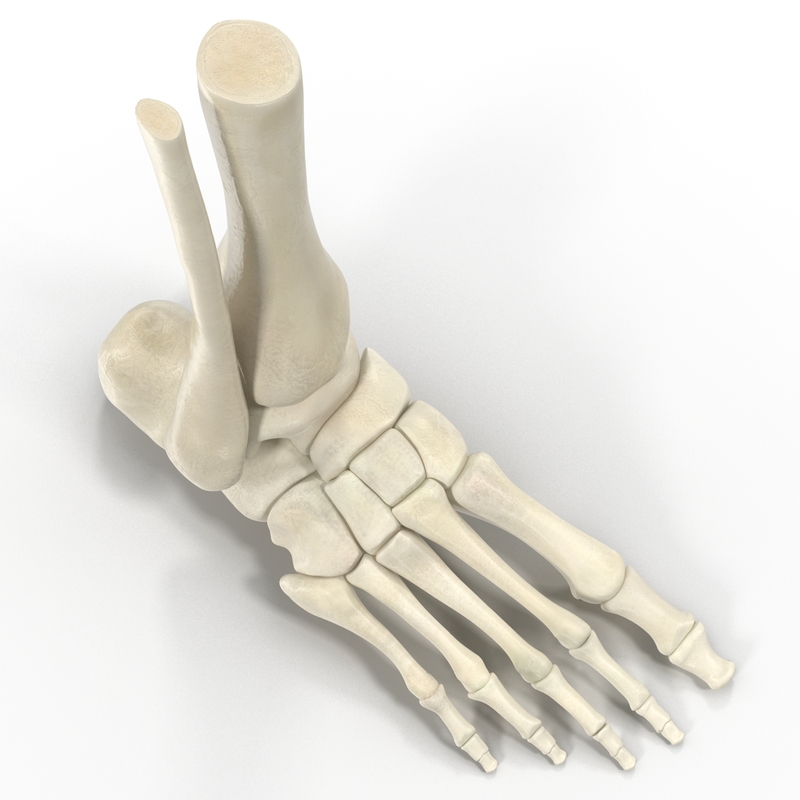 max human skeleton foot