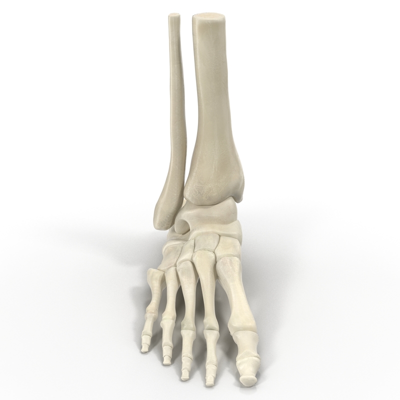 max human skeleton foot